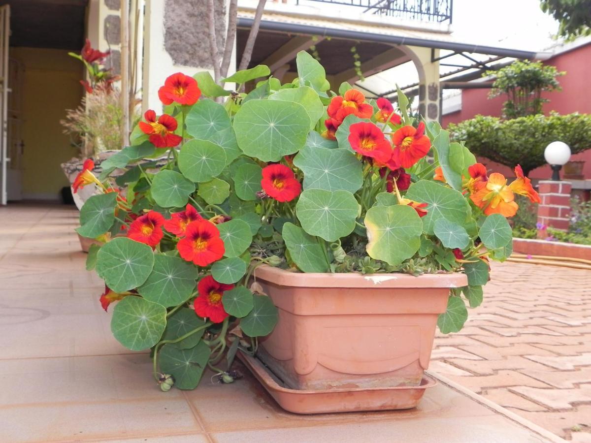 Petite Flower Guest House Talata-maty Exteriör bild